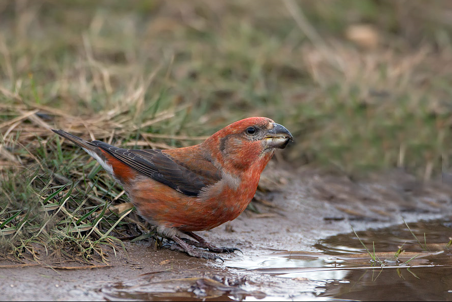 image Parrot Crossbill